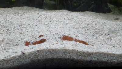 There he goes! It's bed time for Tater.