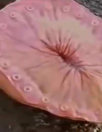 Bro it came from it's first taste of Coca cola