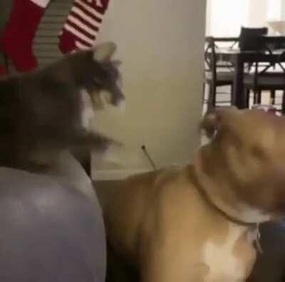 Here, have a slap out of fucking nowhere!