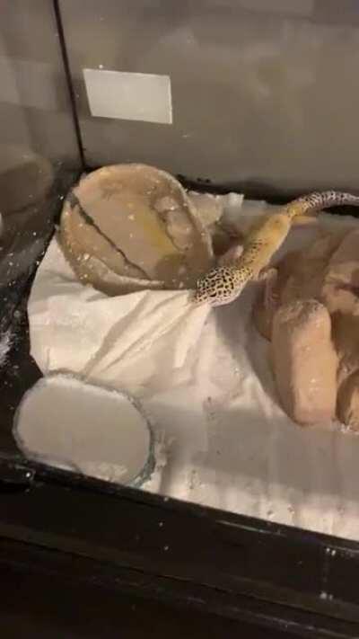 He missed the superworm and thought it was the towel