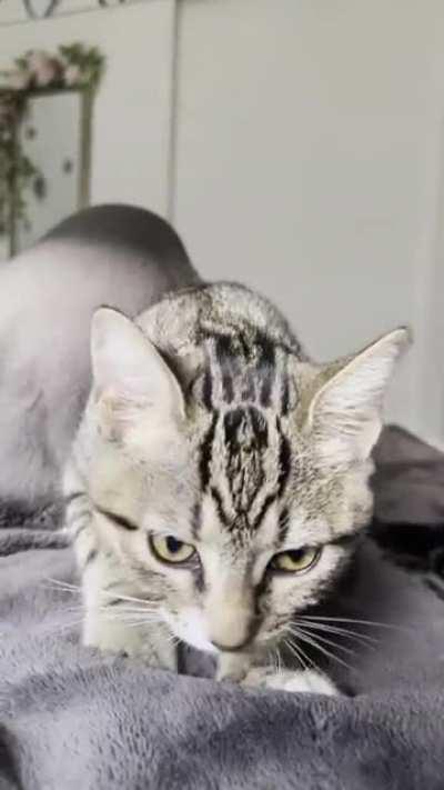 went from not a cat person to accidentally falling in love with a kitten to waking up to this everyday to I would die for him now 😂😂