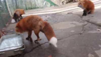 They really dislike when humans go near their refueling stations