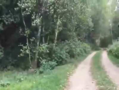 The raccoon wisperer stands in the field, do you approach him?