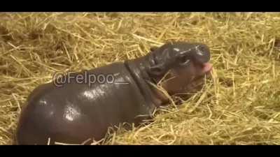 Um título interessante