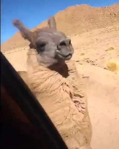 Llama atack, creo que es una llama, las alpacas son más peludas.