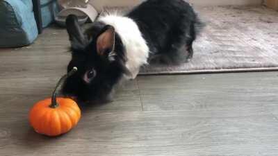 My bunny is a basic girl who loves pumpkins 🎃