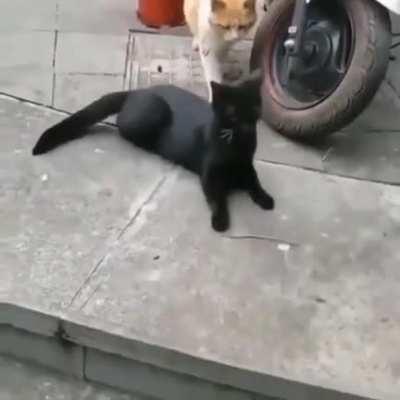Cat gets caught cheating by significant other
