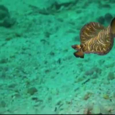 WEEEK 51 OF FLAT WORM FRIDAY!!!!