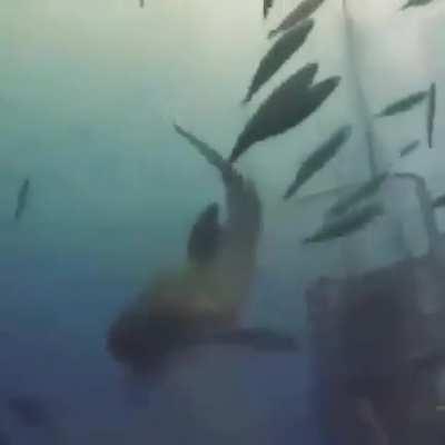 I posted this incident a little while ago. Here's another angle and some great reactions from people filming in the cage. Great white shit