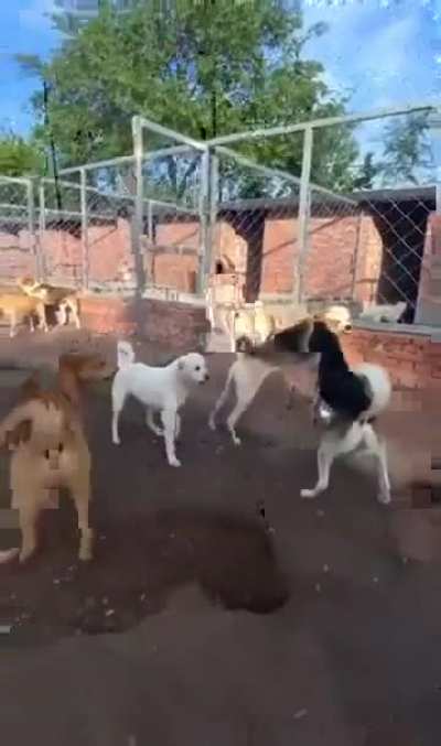 Vulgar display of power