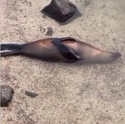 🔥 New levels of chillin