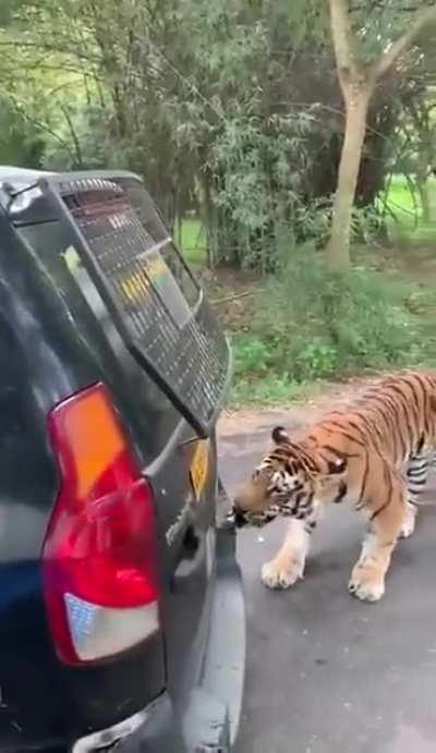 Tiger pulls an SUV full of tourists at Bannerghatta National Park