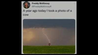 I am the cow that is approaching