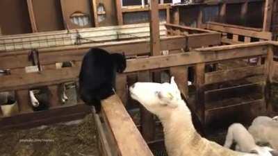 Наша кошка громко плачет, довыебывалась значит.