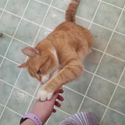 Mango wants his scritches !