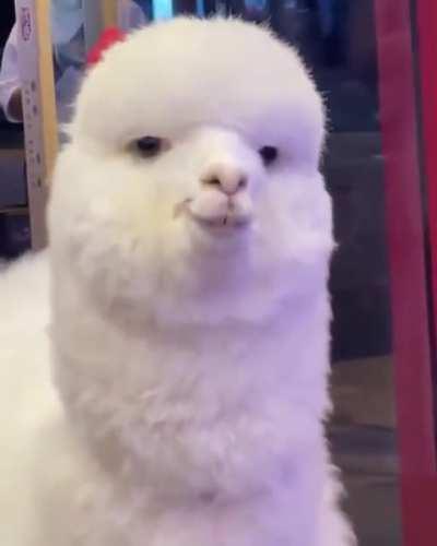 Is this alpaca for real flirting?