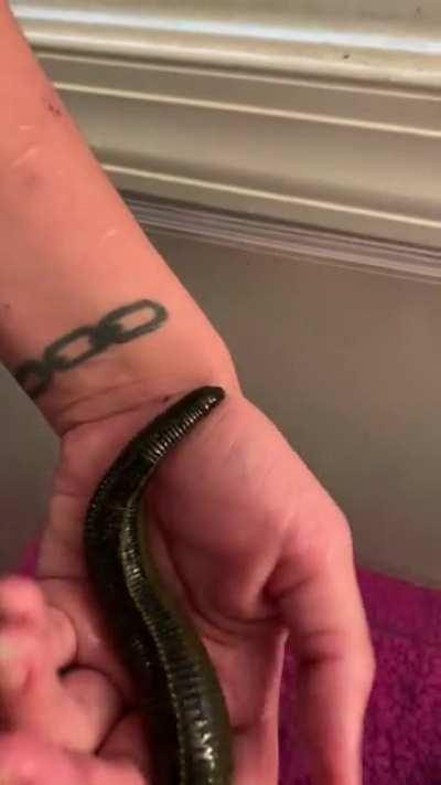 bubba the leech does stuff!