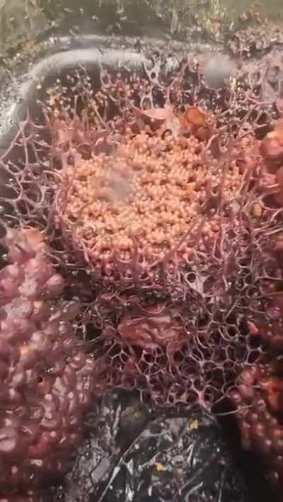 Real Life Aeonian Bees (Butterflies)! Tetragonula hockingsi bee colony, native to Australia(Caelid)