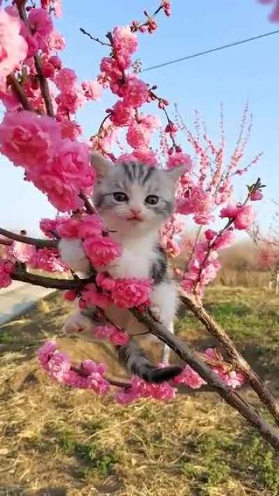 illegally small climber [NOT OC, just thought you might want to see it.]