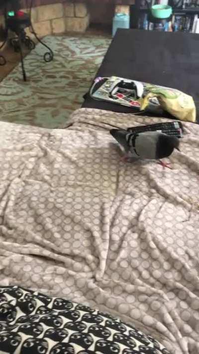 My pigeon started to build her nest right in the middle of our couch