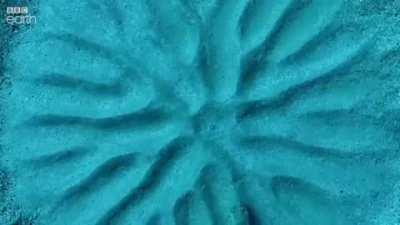 The male pufferfish tries to impress potential mates with his masterpiece.