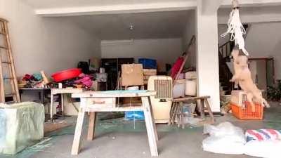 When the hoomans are away