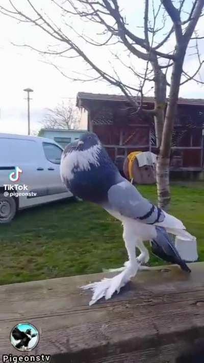 Behold! The English Pouter Pigeon!