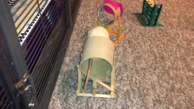 My smol rat Coconut doing a fun agility course!