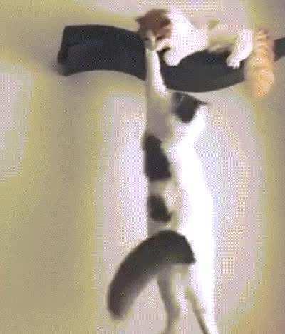 Scar! Help me, brother!