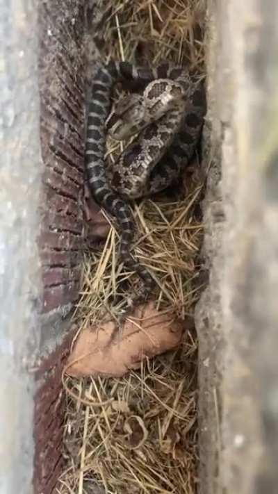 The tail wagging means they are happy to see you right?