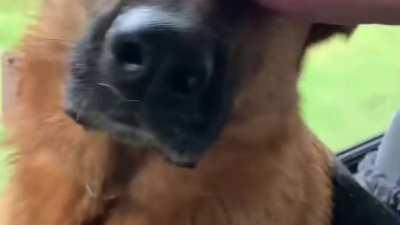 Soggy Doggy Breakdown