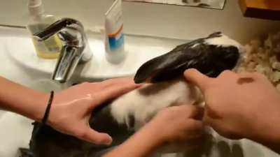 Turkish OG Anatolian Bunny 💪𐱅𐰇𐰼🐰🐺🤘🇹🇷 💪