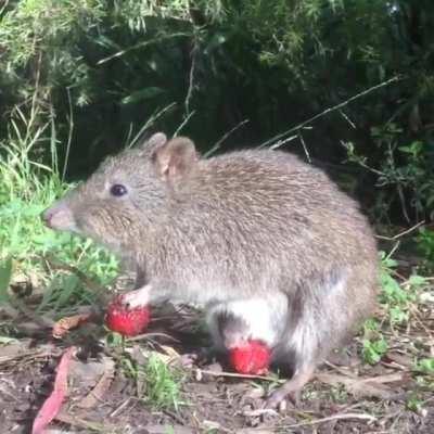A mother and baby potoroo enjoying strawberries together in the sunshine.