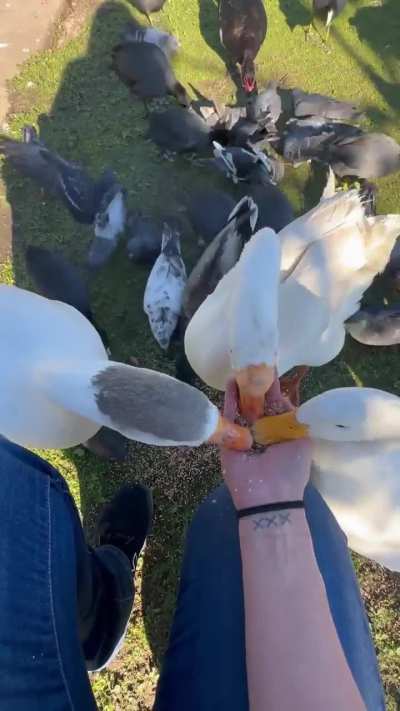 a few of my little hungry fatsos all eating together