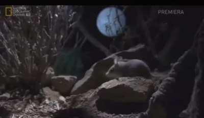 Beautiful creature screaming at the moon