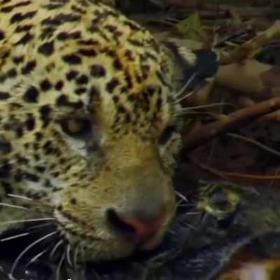 Kaplan orospu çocuğuna acımıyor