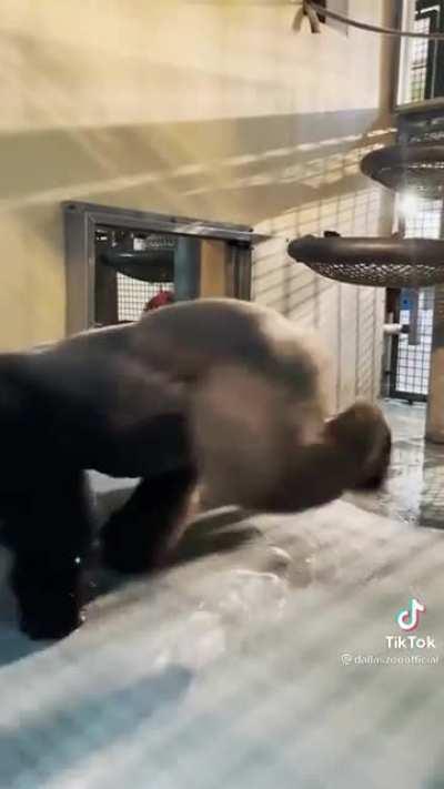 #1 spinning monke. 100% facts