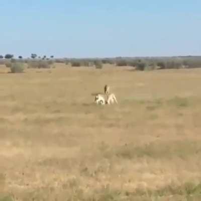 Life on the Serengeti is rough, especially when you don't pay attention.