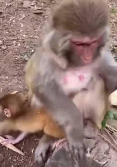 🔥 Even monkeys doesn't like the banana strings