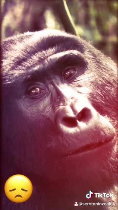 Cursed_SaraMclachlin