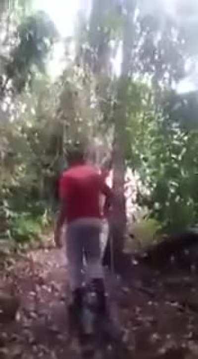 Ca&ccedil;ando uma on&ccedil;a