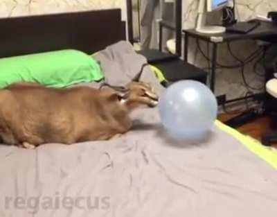 Caracal vs Balloon