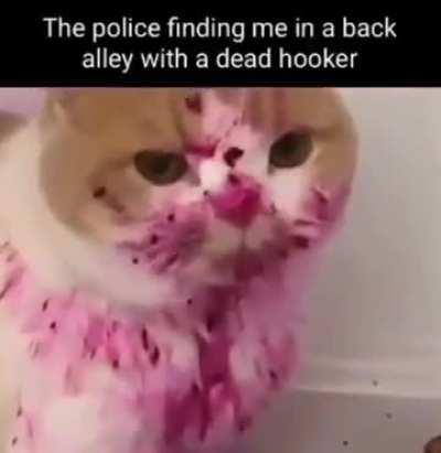 Bad kitty