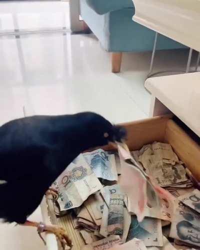 The Magpie Can Be Taught To Steal