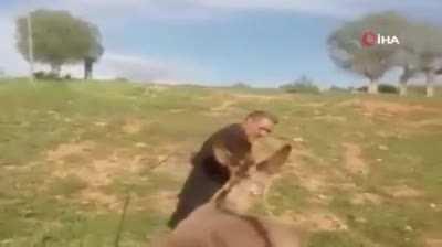 Shepherd reunites with his animals after after he spent 2 weeks in hospital.
