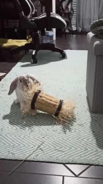 Puki is having a blast! Happy new year! 🥰