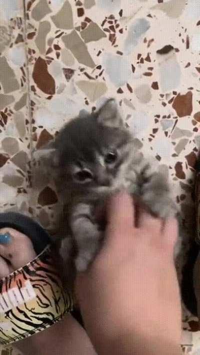 The Eye Bleach Kitty Demands Belly Rubs