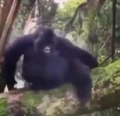 Not only do we have monke Mondays, but we also have funne monke Thursdays! hell, every day of the week can be monke themed if I feel like it!