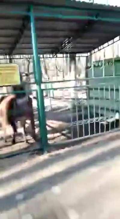 A quarrel with a Llama