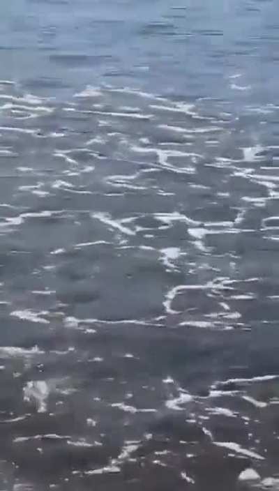 Veraneantes disfrutaban de la playa marplatense y de repente apareció un tiburón en la orilla